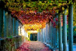 Visita Bodega Albariño